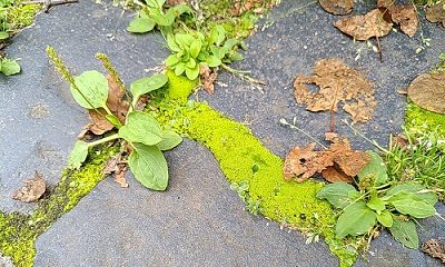 Die Stadt und das Grün: Von Bäumen bis #Krautschau | Stadtspaziergang
