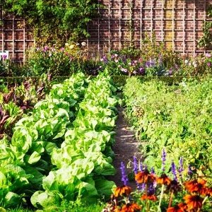 Die „Pest“ im Garten? — Über brutale Mittel in der Ungezieferbekämpfung | Votrag