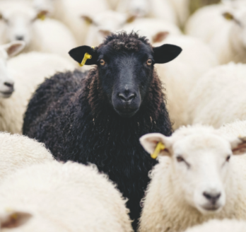 Ein schwarzes Schaf steht in einer Herde von weißen Schafen