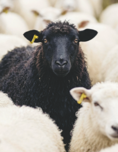 Ein schwarzes Schaf steht in einer Herde von weißen Schafen